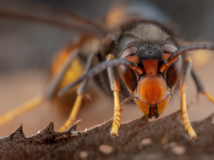Vespa Velutina
