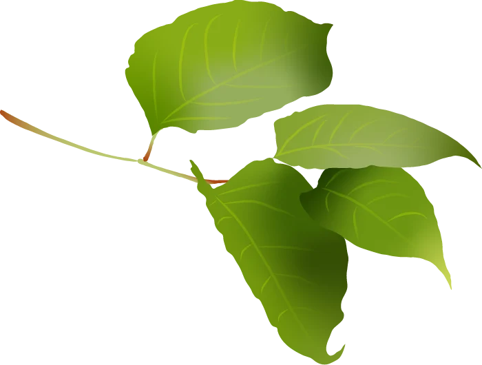 Reynoutria Japonica