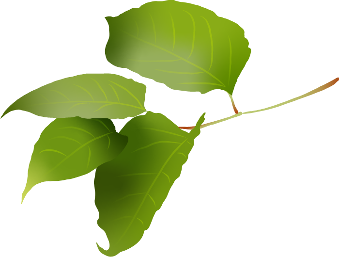 Leaves of Reynoutria Japonica